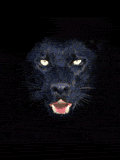 pantera-011.gif