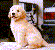 perro-151.gif