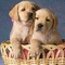 perro-166.gif