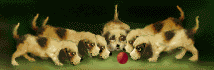 perro-202.gif