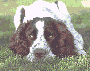 perro-206.gif