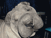 perro-226.gif