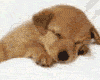 perro-245.gif