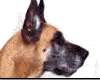 perro-246.gif
