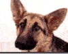 perro-248.gif