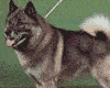 perro-251.gif