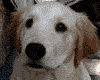 perro-252.gif