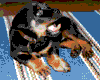 perro-253.gif