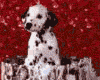 perro-254.gif