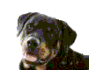 perro-259.gif