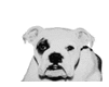 perro-261.gif