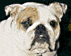 perro-271.gif