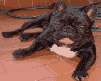 perro-275.gif