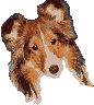 perro-322.gif
