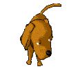 perro-336.gif