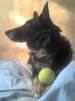 perro-341.jpg