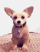 perro-353.gif