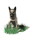 perro-372.gif