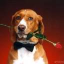 perro-391.jpg