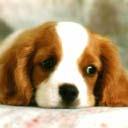 perro-392.jpg