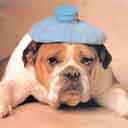 perro-399.jpg