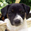 perro-400.jpg