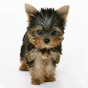 perro-401.jpg