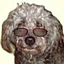 perro-402.jpg