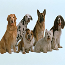 perro-416.jpg