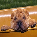 perro-420.jpg