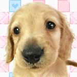 perro-451.gif