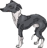 perro-461.jpg
