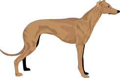 perro-467.jpg