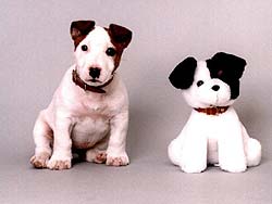 perro-483.jpg