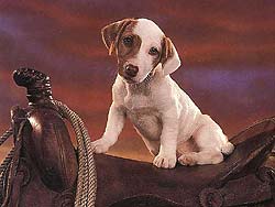 perro-484.jpg