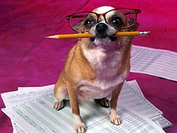 perro-485.jpg
