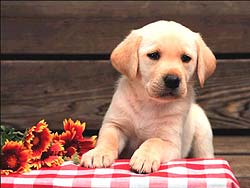 perro-488.jpg