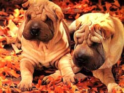 perro-494.jpg