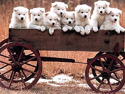 perro-496.jpg