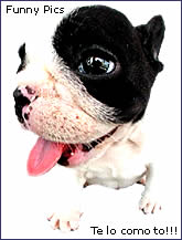 perro-504.jpg