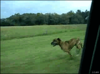 perro-515.gif