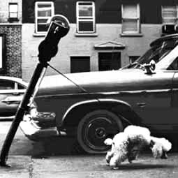 perro-519.jpg