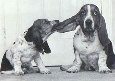 perro-527.jpg