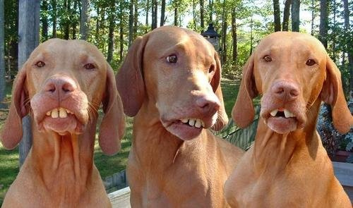 perro-529.jpg