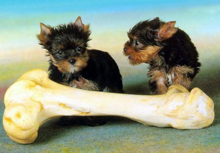 perro-532.jpg