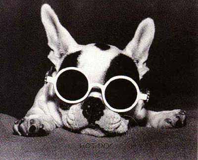perro-534.jpg