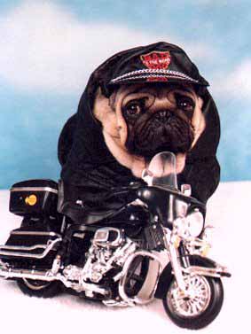 perro-540.jpg