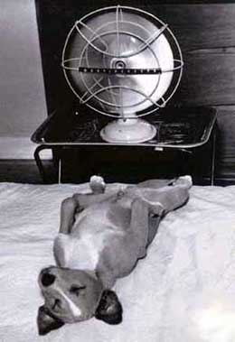 perro-542.jpg