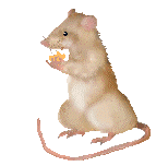 raton-103.gif