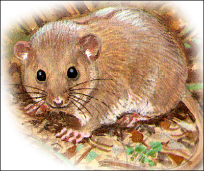 raton-126.jpg